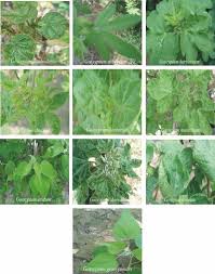 Image result for Gossypioides