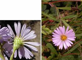 Maybe you would like to learn more about one of these? Plant Guide Watsonville Wetlands Watch