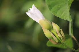 Image result for Ipomoea turbinata