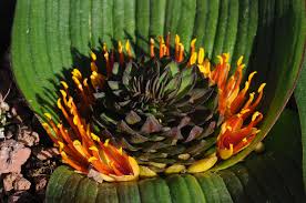 Image result for Daubenya