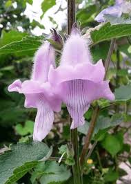 Image result for Ceratotheca triloba