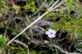 Image result for Distephanus divaricatus