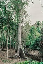 Image result for Mayaca baumii