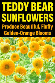 Find great deals on ebay for teddy bear sunflowers. Teddy Bear Sunflowers Produce Beautiful Fluffy Golden Orange Blooms