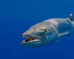 Barracuda