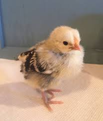 Silver spangled hamburg egg color. Silver Spangled Hamburg Chicken Chicks For Sale Cackle Hatchery