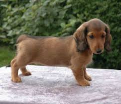 All puppies come with a free puppy starter kit that contains eukanuba small breed puppy food, and the shot records and other helpful information. Central Texas Dachshund Rescue Dachshund Puppies Puppies Cute Puppies
