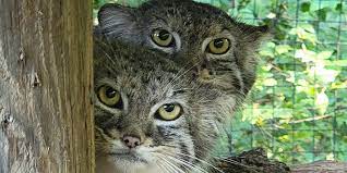 Creature Feature: Meet the “Grumpy” Pallass Cat | Smithsonians National  Zoo and Conservation Biology Institute