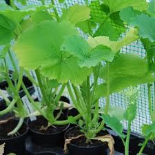 Staking zucchini plants in containers will help you reap a plentiful summer squash harvest even in a small space. How To Grow Zucchini Courgette And Enjoy It All Summer Long