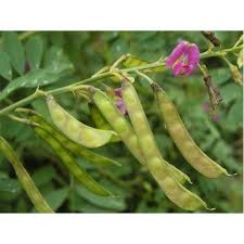 Image result for Tephrosia purpurea