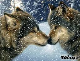 Browse our wolf gif images, graphics, and designs from +79.322 free vectors graphics. Wolves Loup Gif Find On Gifer