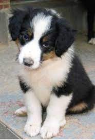 English Shepard Great With Kids Loyal Protective Quiet Smart Great Dogs I Can T Say Enough This Has English Shepherd Puppy English Shepherd Dog Lady