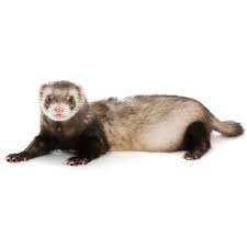 Why are petland puppies so expensive? How Much Does A Ferret Cost At Petco Near Me