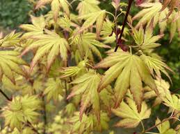 Image result for Acer palmatum `Orange Dream`