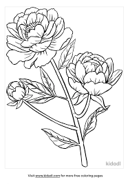 The free printable my little pony coloring pages online will teach your child the value of friendship, while keeping them entertained for a long time. Peony Coloring Pages Free Flowers Coloring Pages Kidadl