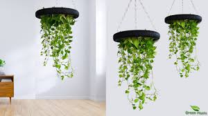 These can be toxic to pets. Hanging Money Plants Make Your Home Look Amazing Idea To Growing Money Plant At Home Green Plants Youtube