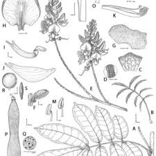 Image result for Ophrestia radicosa