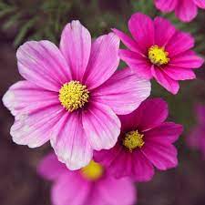 Flowers Galway Cosmos Flowers Flower Arrangements Flowers