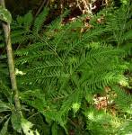 Image result for Pteris catoptera