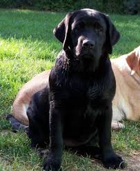 English lab puppies english labrador black lab puppies cute puppies cute dogs dogs and puppies english black labrador puppy. English Lab Puppies For Sale Change Comin