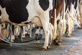 How The Dairy Industry Has Unnaturally Altered The Life Of Cows One Green Planet