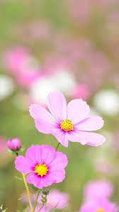 Pin By Johnson Peng On Garden Beautiful Flowers Wallpapers Flower Wallpaper Cosmos Flowers