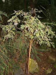 Image result for Indigofera brachynema