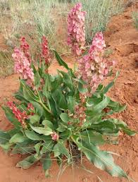 Image result for Rumex