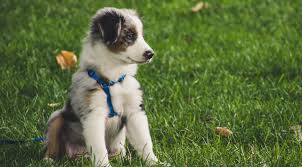 Should you find yourself in the position of having. Puppypawsrescue