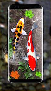 Download hd wallpapers for free on unsplash. About 3d Koi Fish Wallpaper Hd Fish Live Wallpapers Free
