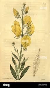 Image result for Crotalaria comosa