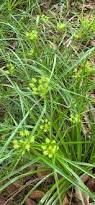 Image result for Cyperus sp.no.3