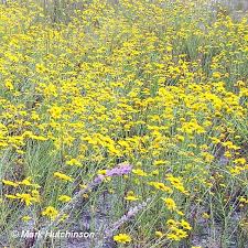 Image result for Dolichos angustifolius