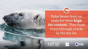 It is also called white bear or northern bear. Polar Bear Fact Sheet Blog Nature Pbs