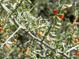 Image result for Lycium