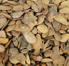 Image result for Hunteria myriantha