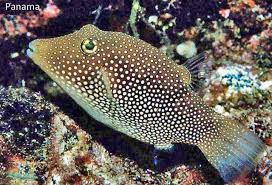 Image result for Zornia punctatissima