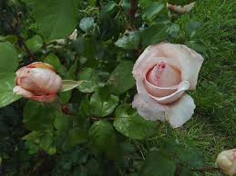 We did not find results for: Photo Of The Entire Plant Of Rose Rosa Betty White Posted By Manueldalmeida Garden Org