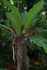 Image result for Araceae
