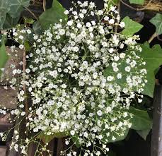 Schleierkraut Im Garten Garten Ziergarten Pflanzen