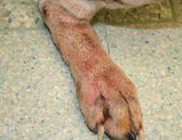 A Quick Guide To Allergic Reactions In Dogs