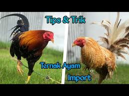 Maybe you would like to learn more about one of these? Breeding Ayam Import Filipin Youtube