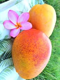 Plumeria Mango Mango Tropical Islands Paradise Tropical Fruits
