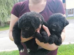 In 2000, the hostetter family created greenfield puppies with the intent to connect healthy puppies with caring families. Mischlinge Berner Sennen Golden Retriever Mix Welpen Kaufen Landwirt Com