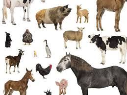 What Kind Of Animal Are You Animal Quiz Animals Buzzfeed Animals