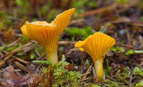 Die Besten Tipps Fur Die Pilzsaison Speisepilze Pilze Pfifferlinge Zubereiten