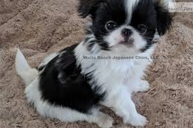 Japanese chin collectables └ dog collectables └ animal collectables └ collectables all categories antiques art baby books, comics & magazines business, office & industrial cameras & photography cars. Japanese Chin Puppies For Sale Petfinder