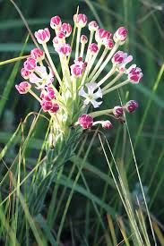 Image result for Nidorella auriculata