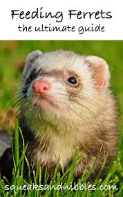 What Can I Feed My Ferret Squeaks And Nibbles