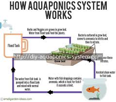 Aquaponics Near Me Aquaponics Chicago Ibc Tote Aquaponics System 9162220341 집 디자인